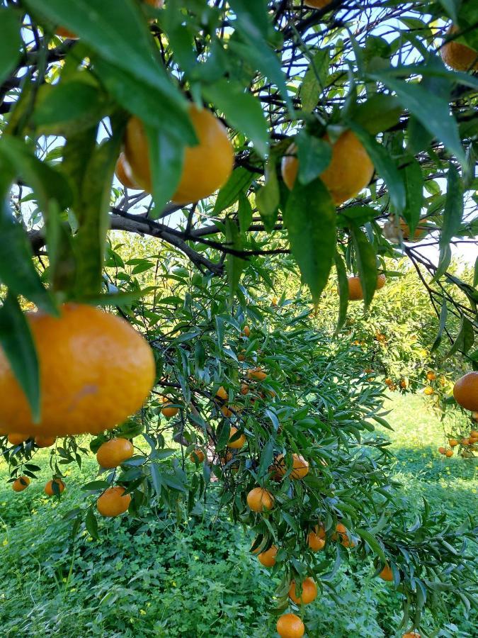 Citrus Tree Garden House Villa Kamiszianá Kültér fotó